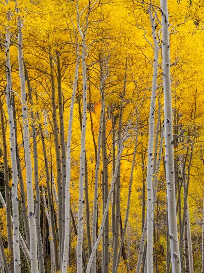 A grove of white aspen trunks under golden autumn leaves.