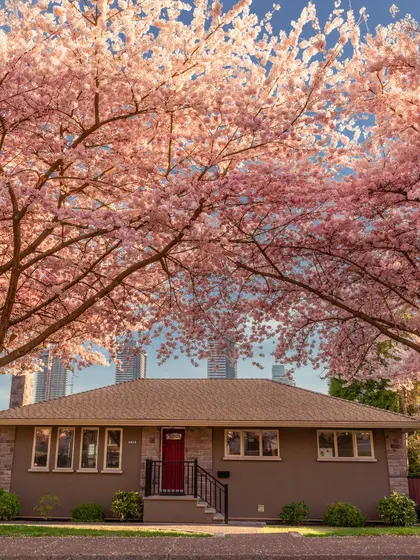 A brick ranch house framed by two pink flowering trees in spring.